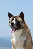 AKITA AMERICAIN 238